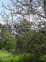 SAM_8091.webp