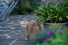 Mai0620.webp