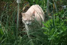 Mai1120.webp