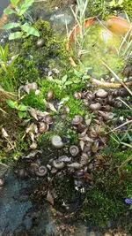 Schnecken.webp
