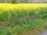 IMG_20200430_090702.jpg