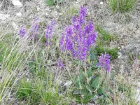 IMG_20190509_134817.webp