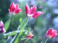 image001.webp
