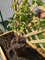 IMG-20200501-WA0031.webp