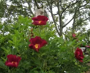 IMG_3629.webp