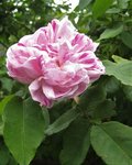 IMG_3634.JPG