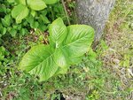 IMG_20200510_150135.jpg