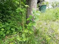 IMG_20200510_150149.jpg