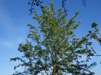 DSC00991.webp