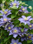 clematis_blau.JPG