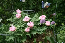 Strauchpäonie0320.webp