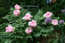 Strauchpäonie0420.webp