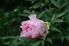 Strauchpäonie0520.webp