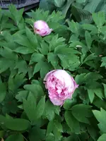 20200509_200430.webp