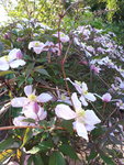 20200509_070250.jpg