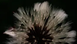 2020smn01.webp