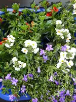 P1000351.webp