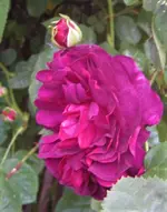 IMG_3725.webp