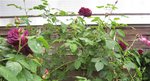 IMG_3727.JPG