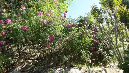 Oliventerasse_Mauer5.webp
