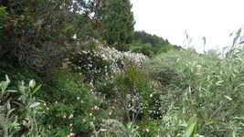 Oliventerasse_Mauer7.webp