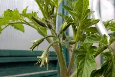 DSCN1884.webp