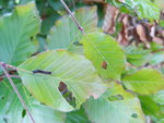IMG_20200514_191434436.jpg