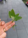 IMG_20200514_200236.jpg