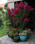 Bougenvillea1016.JPG