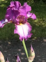 IMG_4349.webp