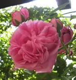 IMG_3762.JPG