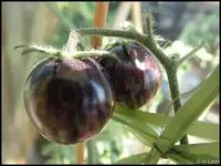 c063.webp