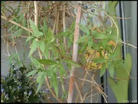 c065.webp