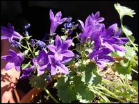 c068.webp
