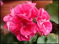 c069.webp