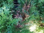 IMG_20200516_194106.jpg