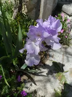 SAM_1730.webp