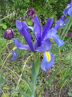 SAM_1741.webp