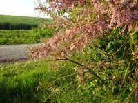 DSC00996.webp
