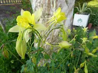 DSC00998.webp