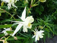 DSC01003.webp