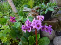 DSC01004.webp
