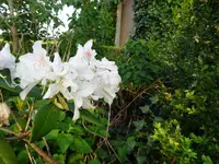 DSC01005.webp