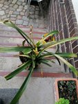 IMG_20200517_164322.jpg