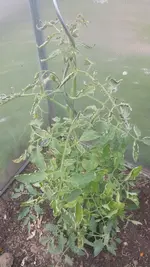 Tomaten01.webp