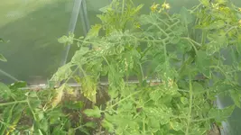 Tomaten04.webp