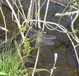 SAM_1754.webp