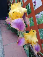 1589736734221401889381.webp
