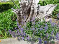DSC01009.JPG