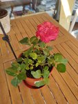 IMG_20200518_171047978.jpg